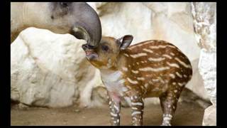 Tapir  Tapirus bairdii [upl. by Mersey]