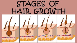 THE 4 STAGES OF HAIR GROWTH [upl. by Oglesby]