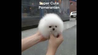 Pomeranian Puppy is Super Cute [upl. by Humble]