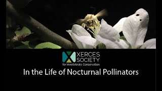 In the Life of Nocturnal Pollinators [upl. by Norrehs]