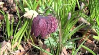 ポール・スミザー Fritillaria meleagris フリチラリア メレアグリス [upl. by Aisanahta752]