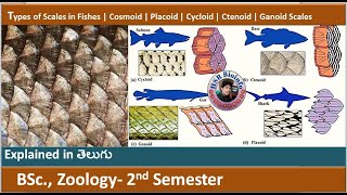 Types of Scales in Fishes  Cosmoid  Placoid  Cycloid  Ctenoid  Ganoid  HSR Bioinfo [upl. by Kaia]