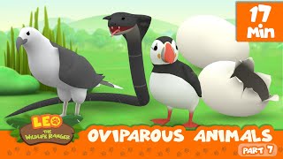 Oviparous Animals Minisode Compilation Part 77  Leo the Wildlife Ranger  Animation  For Kids [upl. by Tildy]