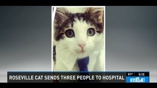 Vicious Cat Attacks Family Furious Cat Claws Sends Family to Hospital in Roseville CA [upl. by Diella788]