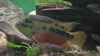 Salvini cichlid care guide [upl. by Nimajaneb766]