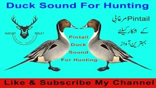 pintail duck hunting call [upl. by Gherardi]