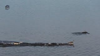 GREBE HuppéCourse sur lEau  BRUITX [upl. by Asiulairam537]