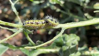 Cotesia glomerata wasp white butterfly parasite on host caterpillar Large white  August 2023 [upl. by Afatsuom51]