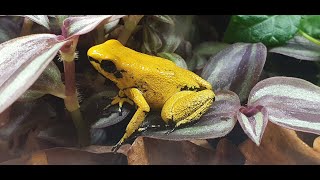 Phyllobates terribilis  Der quotSchrecklichequot Pfeilgiftfrosch [upl. by Grobe760]