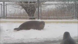 Seals having fun in snow [upl. by Elocal]