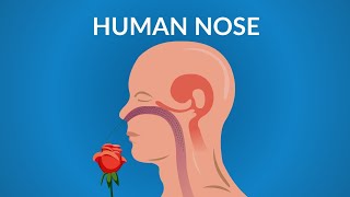 Human Nose Functions  How your Nose Works [upl. by Ardnnek]