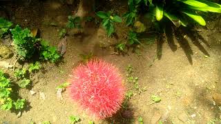 Scadoxus multiflorus simple Bring fireworks into your garden fireball lily [upl. by Assirrem774]