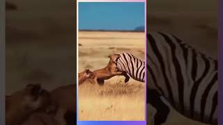 The zebra saved themselves from the tigers shortscute animalsvideo [upl. by Kirbie]