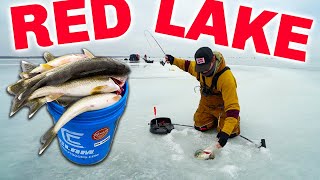 RED LAKE Ice Fishing IS ON FIRE Catch amp Cook Limits [upl. by Emmerie384]