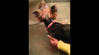 Yorkie reverse sneezing What is this [upl. by Ahsaercal]