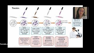 Bacteriológica Tinción de Gram y Tinción de ZiehlNeelsen [upl. by Katalin137]