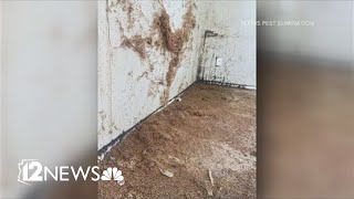 These bed bug infestations in Arizona are the stuff of nightmares [upl. by Otreblasiul733]