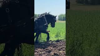 Percheron horses plowing horse drafthorses horseshow [upl. by Bartholomew]