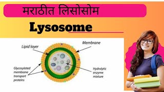 Lysosome Explained l Biology l [upl. by Eesac]