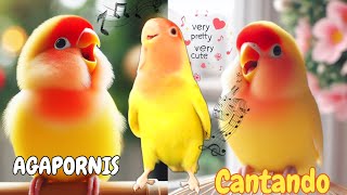 🎶 CANTO de AGAPORNIS 🎶  RECLAMO Sonidos de agapornis🐦🦜🐣🦅🐤🌳 agapòrnis [upl. by Sharlene]