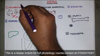 Anaemia  anemia  Types of anemia  microcytic normocytic amp macrocytic  Blood Physiology  Bangla [upl. by Mayhs]