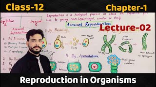 Reproduction in Organisms Class12Lecture2Asexual reproductionBuddingFragmentationSporulation [upl. by Nam]