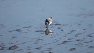 Spoonbilled Sandpiper 琵嘴鷸 20240113 Hsinchu Taiwan 新竹香山 [upl. by Siekram]