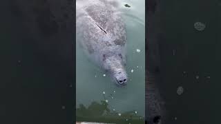 manatee manateelove manateemonday manatees [upl. by Paff491]