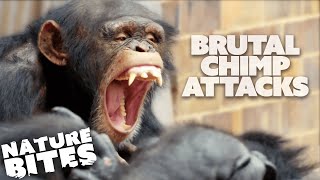 Most BRUTAL Chimp Attacks at the Zoo  Nature Bites [upl. by Johathan]