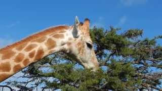 Giraffe feeding on Acacia Tree  Filmed by Greg Morgan [upl. by Goldner]