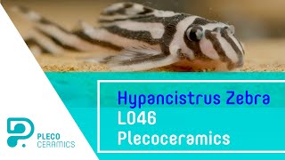 Hypancistrus Zebra L046 Plecoceramics [upl. by Burbank]