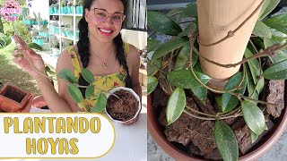 Plantando y recuperando HOYAS CARNOSAS y consejos útiles sobre sus cuidados │Candy Bu [upl. by Kipper]