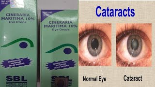 CINERIA MARITIMA  सिनेरिया मैरिटीमा हिंदी में पूरी जानकारी  CINERARIA MARITIMA EYE DROPS [upl. by Danyelle]