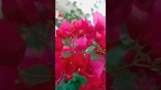 Bougainvillea is a genus of thorny ornamental vines bushes and trees shortsfeed shortsviral [upl. by Enirual]