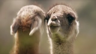 Brutal Fight for Dominance Among Guanacos  Wild Patagonia  BBC Earth [upl. by Eekaz]