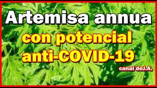 Artemisa annua la planta con potencial antiCOVID19 [upl. by Yditsahc]