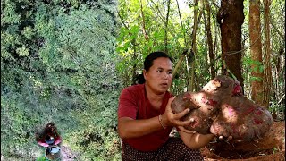 survival in the rainforestFound 4 ducks with big dioscorea alata amp cooking Eating delicious HD [upl. by Purington]