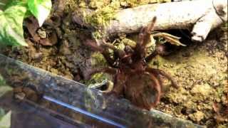 theraphosa apophysis [upl. by Filmore]