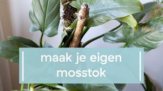 Zo bind je je klimplant op en maak je je eigen mosstok [upl. by Eirret]