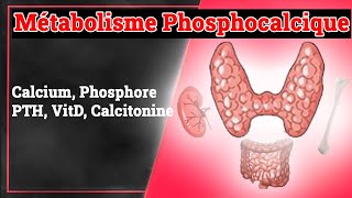 Métabolisme Phosphocalcique  Endocrinologie Medicale [upl. by Ennaxxor717]