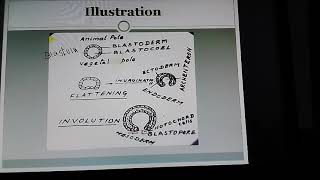 Understanding Gastrulation Eg Amphioxus [upl. by Yennej35]