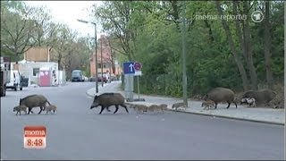 Wildschweine entern die Hauptstadt Berlin [upl. by Liebowitz297]