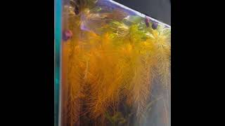 Breeding betta fish [upl. by Faythe857]