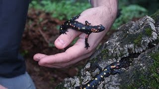 🐸 Salamandra común Salamandra salamandra  Dos ejemplares de S s morenica  🦎 [upl. by Napier]