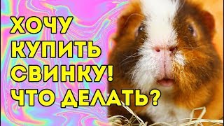 ВСЁ О МОРСКИХ СВИНКАХ ДЛЯ НОВИЧКА 🐽 свинкишоу [upl. by Gloriana]