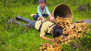 Full video of the process of harvesting fruits and vegetables for sale [upl. by Nauqad347]