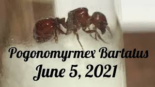 Pogonomyrmex Barbatus Red Harvester Ants [upl. by Jodie]