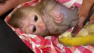 WOW Baby monkey and mom look so sweet [upl. by O'Kelly]