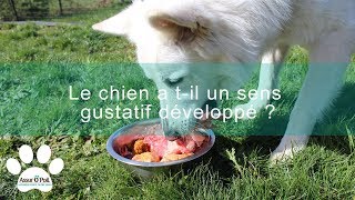 5 choses à savoir sur le sens gustatif du chien  Assur OPoil [upl. by Eerdna486]