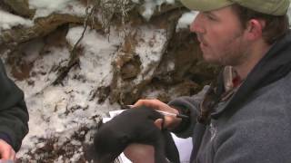 Visiting A Black Bear Den With Cubs [upl. by Kcirrek]